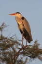 Grey heron, ardea cinerea