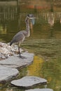 Grey Heron -- Ardea cinerea Royalty Free Stock Photo