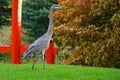 Grey Heron -- Ardea cinerea Royalty Free Stock Photo