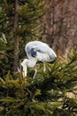 The grey heron Ardea cinerea builds a nest on the spruce. Grey heron on the tree Royalty Free Stock Photo