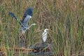 Grey and White Herons, Crete