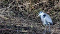 Grey Heron, ardea cinerea, defecating faecal waste on river bank in Yorkshire UK