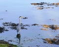 Grey Heron Ardea cinerea at Dusk Royalty Free Stock Photo