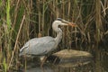 A Grey Heron Ardea cinerea eating a fish in the reeds at the edge of a lake. Royalty Free Stock Photo