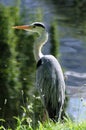 Grey Heron (ardea cinerea) by the edge of a lake