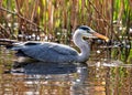 Grey Heron (Ardea cinerea) Feeding in Dublin, Ireland