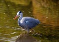 Grey Heron (Ardea cinerea) Feeding in Dublin, Ireland