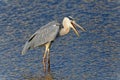 Grey heron Ardea cinerea in Fukuoka, Japan Royalty Free Stock Photo