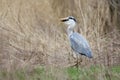 Grey heron (Ardea cinerea) with fish