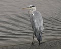 Grey heron ardea cinerea fishing in the shallows of sounthern england river