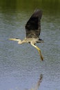 Grey Heron (Ardea cinerea)