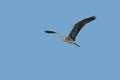 A Grey Heron, Ardea cinerea, in flight. Royalty Free Stock Photo