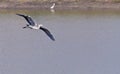 Grey Heron,Ardea cinerea,Flight,gliding over water Royalty Free Stock Photo