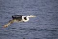 Grey heron, Ardea cinerea in flight, India Royalty Free Stock Photo