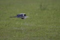 A grey heron Ardea cinerea in flight infront of a beautifull green background. Royalty Free Stock Photo