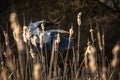 Grey Heron Ardea cinerea in flight in lovely evening light