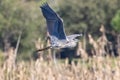 Grey Heron Ardea cinerea in flight over yellow rice field background in Donana National Park, Andalusia, Spain Royalty Free Stock Photo