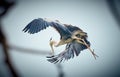 Grey Heron Ardea cinerea in flight Royalty Free Stock Photo