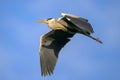 A Grey Heron flying on a sunny morning blue sky Royalty Free Stock Photo