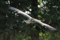 Grey Heron Ardea cinerea flying with the carp Royalty Free Stock Photo