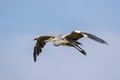 Grey heron, Ardea cinerea flying