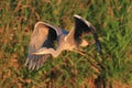 Grey Heron Ardea cinerea flying Royalty Free Stock Photo