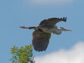 Grey Heron Ardea cinerea flying overhead against a blue sky at Daisy Nook in Manchester, United Kingdom Royalty Free Stock Photo