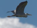 Grey Heron Ardea cinerea flying overhead against a blue sky at Daisy Nook in Manchester, United Kingdom Royalty Free Stock Photo