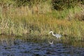 Grey heron Ardea cinerea in forest lake with calm reflecting water on grass background. Sunny day, calm water, hunting wild bird. Royalty Free Stock Photo