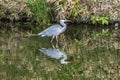 Grey Heron Tomb Water Reflection Habikino Osaka Japan