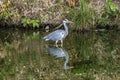 Grey Heron Tomb Water Reflection Habikino Osaka Japan