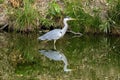 Grey Heron Tomb Water Reflection Habikino Osaka Japan