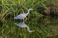 Grey Heron Tomb Water Reflection Habikino Osaka Japan