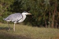 Grey Heron - Ardea cinerea