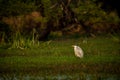 Grey heron or Ardea cinerea in green grass and wetland during cold winters sunset light at keoladeo national park bird sanctuary