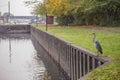 Grey Heron Ardea cinerea