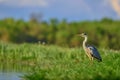 Grey Heron - Ardea cinerea Royalty Free Stock Photo