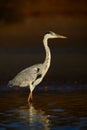 Grey Heron - Ardea cinerea Royalty Free Stock Photo