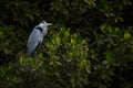 Grey Heron - Ardea cinerea Royalty Free Stock Photo