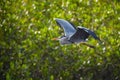 Grey Heron - Ardea cinerea Royalty Free Stock Photo