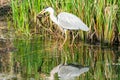 Grey heron - Ardea cinerea Royalty Free Stock Photo