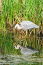 Grey heron - Ardea cinerea Royalty Free Stock Photo