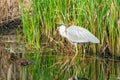 Grey heron - Ardea cinerea Royalty Free Stock Photo