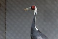Grey Heron-Ardea cinerea Royalty Free Stock Photo