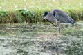 Grey Heron Ardea cinerea having a scratch Royalty Free Stock Photo