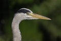 Grey Heron / Ardea cinerea head and eye detail with beautiful smooth bokeh background