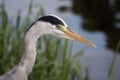 Grey Heron / Ardea cinerea head and eye detail looking into river hunting for fish