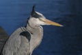 Grey Heron / Ardea cinerea head, shoulders and eye detail with wind blowing crest