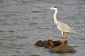 Grey heron (Ardea cinerea) on hippopotamus (Hippopotamus amphibius) Royalty Free Stock Photo