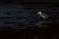 Grey heron, Ardea cinerea, hunting, fishing, besides, a low pool during stark early morning light in scotland during october. Royalty Free Stock Photo